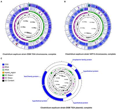 First Comparative Analysis of Clostridium septicum Genomes Provides Insights Into the Taxonomy, Species Genetic Diversity, and Virulence Related to Gas Gangrene